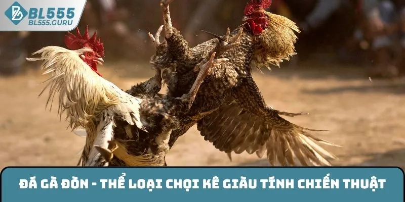 Đá gà đòn là thể loại chọi kê giàu tính chiến thuật