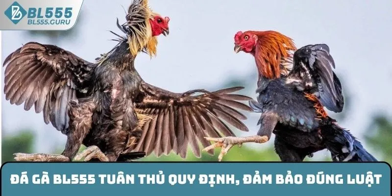 Đá gà BL555 sỡ hữu nhiều ưu điểm vượt trội