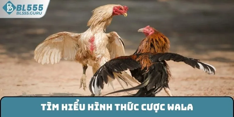 Tìm hiểu hình thức cược Wala