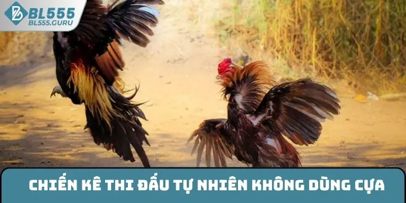 Chiến kê thi đấu tự nhiên không dùng cựa