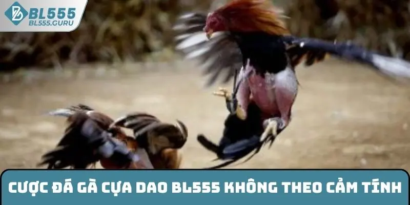 Cược đá gà cựa dao BL555 không theo cảm tính