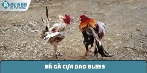 Đá Gà Cựa Dao BL555 - Lựa Chọn Giải Trí Được Ưa Chuộng 2025