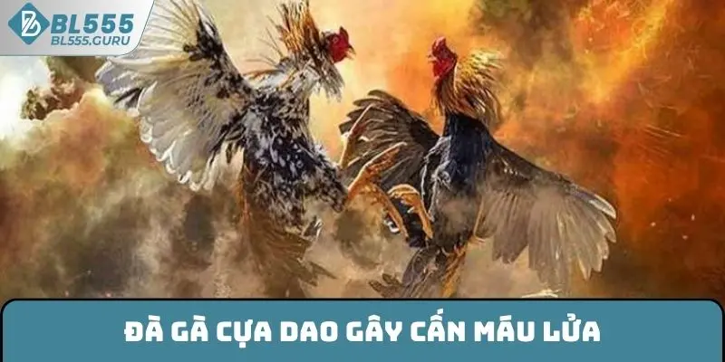 Đà gà cựa dao vô cùng gây cấn, máu lửa