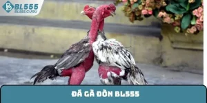 Đá Gà Đòn BL555 - Kinh Nghiệm Chơi Hay Và Hiệu Quả Nhất 