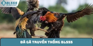 Đá Gà Truyền Thống BL555 - Bộ Môn Giải Trí Hot Nhất Năm