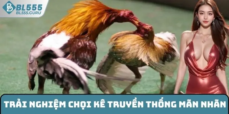 Trải nghiệm chọi kê truyền thống mãn nhãn