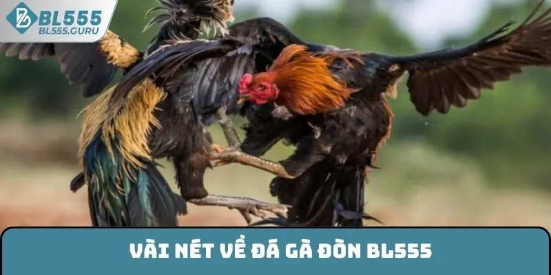 Vài nét về đá gà đòn BL555
